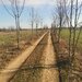 Sabareni, teren vecin cu padurea Sabareni