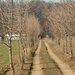 Sabareni, teren vecin cu padurea Sabareni